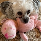 Entry image for Lucy