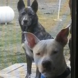 Entry image for Miss Ellie in front and Buddy 