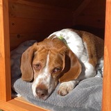 Entry image for Bruno