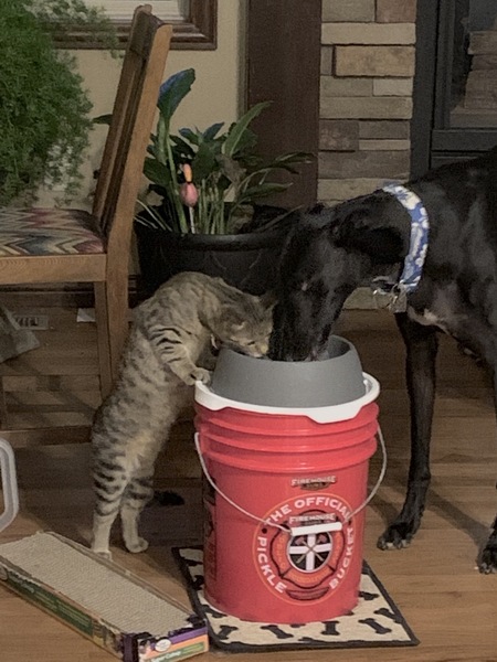 Entry image for Lucy (cat) and Dano (greyhound). Clicking this image will show a larger photo