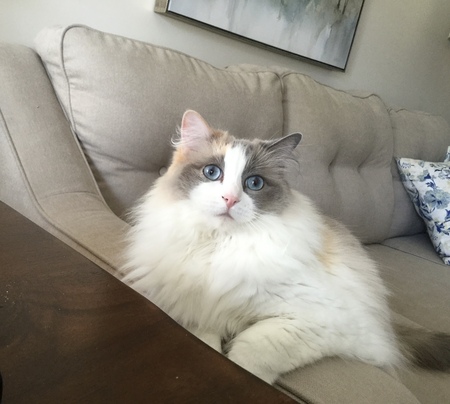 Entry image for Maisie. Clicking this image will show a larger photo