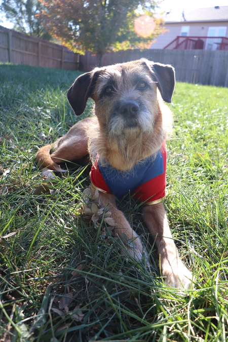Entry image for Duchess. Clicking this image will show a larger photo