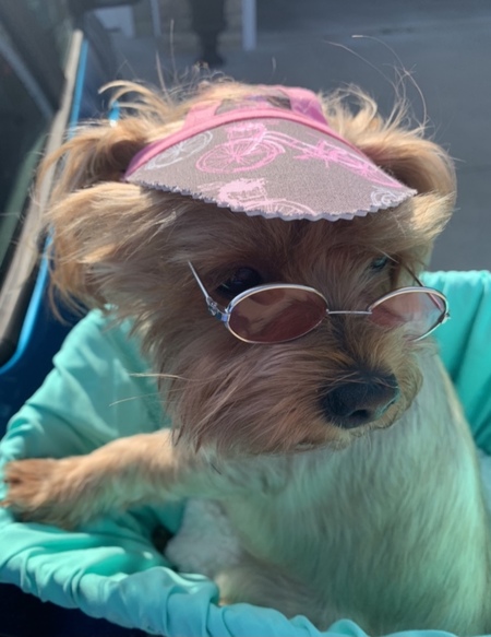 Entry image for Gracie . Clicking this image will show a larger photo