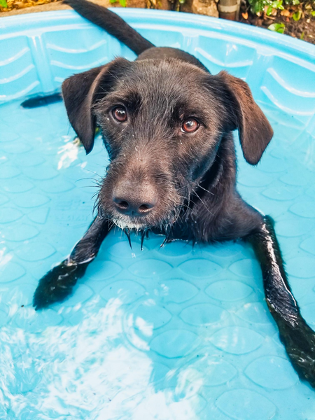 Entry image for Murphy. Clicking this image will show a larger photo