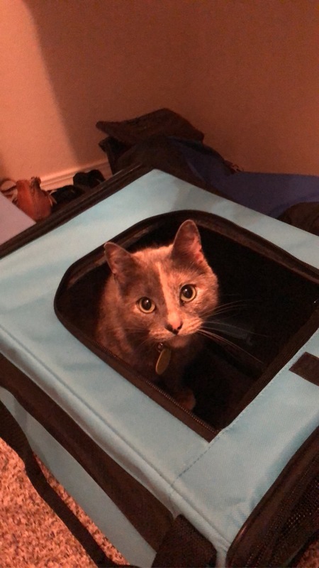 Entry image for Gracie. Clicking this image will show a larger photo