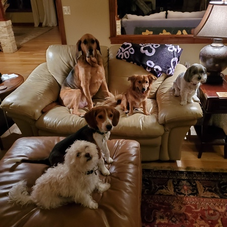 Entry image for Clockwise: Jasper, Odin, Cooper, Lou, Princess Lily. Clicking this image will show a larger photo