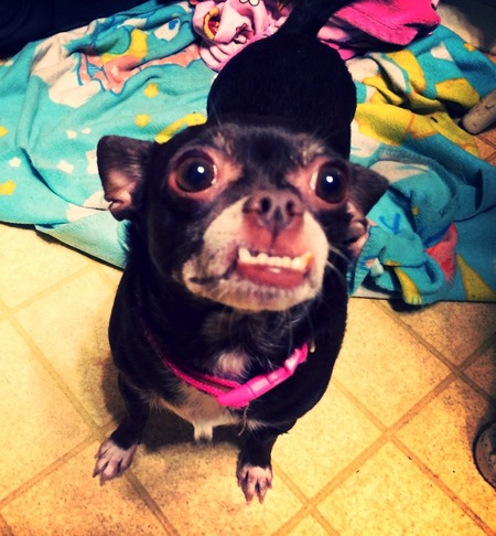 Entry image for Belle. Clicking this image will show a larger photo
