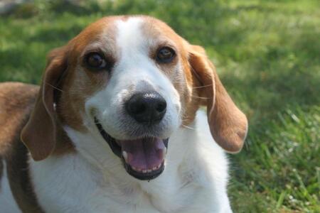 Entry image for Boomer. Clicking this image will show a larger photo