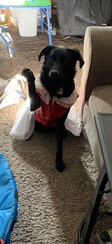 Entry image for Bella. Clicking this image will show a larger photo