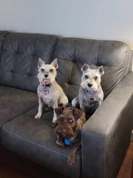 Entry image for Bentley Bella and Bailey. Clicking this image will show a larger photo