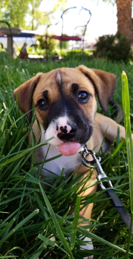 Entry image for Pepper. Clicking this image will show a larger photo