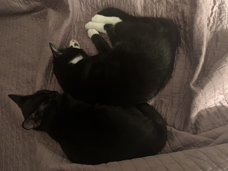 Entry image for Bailey. Clicking this image will show a larger photo