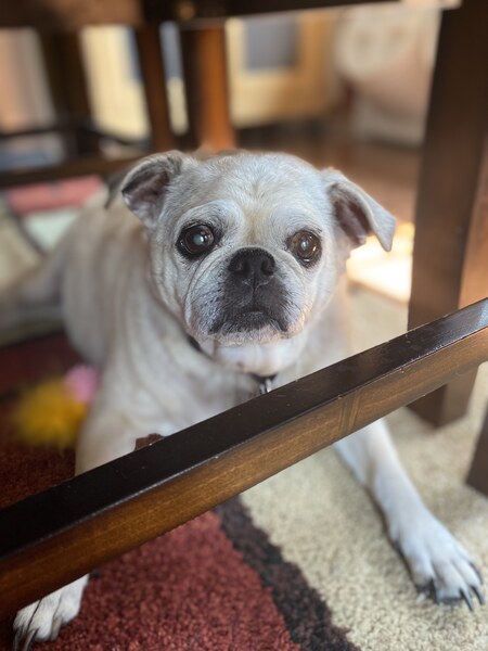 Entry image for Cleo. Clicking this image will show a larger photo