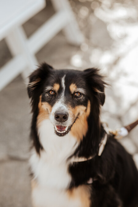 Entry image for Abby. Clicking this image will show a larger photo