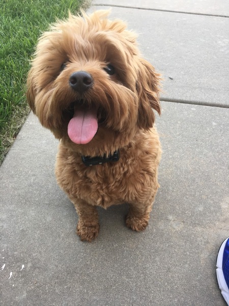Entry image for Ralph. Clicking this image will show a larger photo