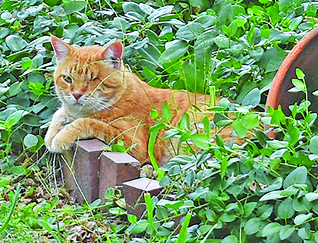 Entry image for Peter  . Clicking this image will show a larger photo