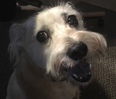 Entry image for Annie. Clicking this image will show a larger photo
