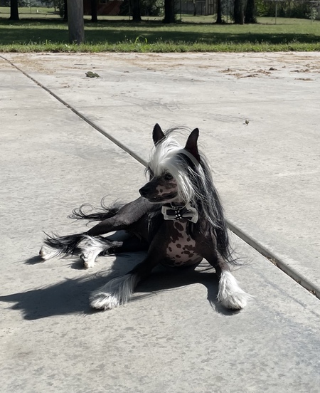 Entry image for Skunk. Clicking this image will show a larger photo