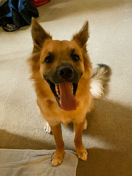 Entry image for Roscoe. Clicking this image will show a larger photo