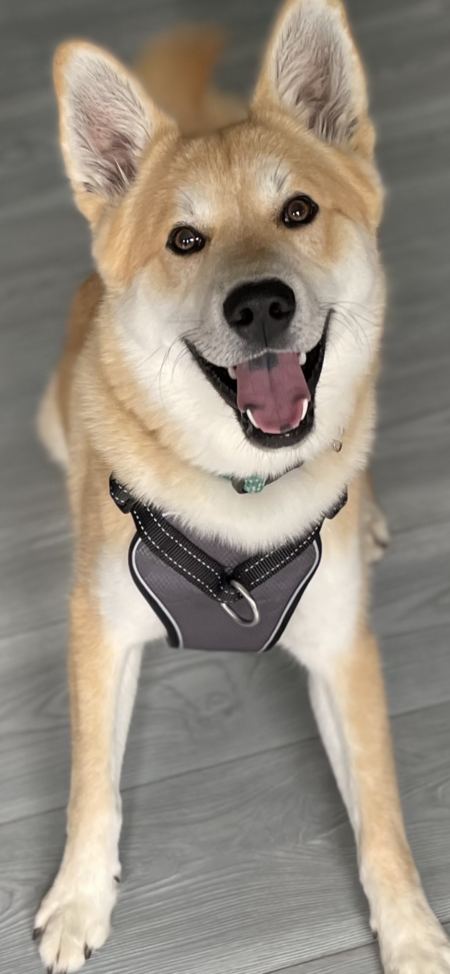Entry image for Remus . Clicking this image will show a larger photo