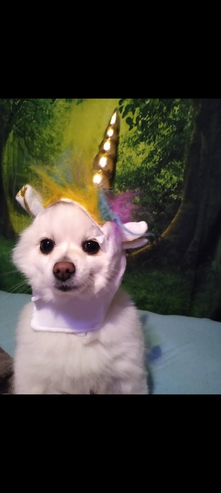 Entry image for Angel. Clicking this image will show a larger photo