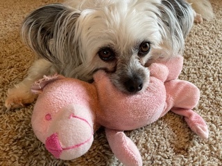 Entry image for Lucy. Clicking this image will show a larger photo