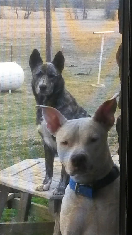 Entry image for Miss Ellie in front and Buddy . Clicking this image will show a larger photo