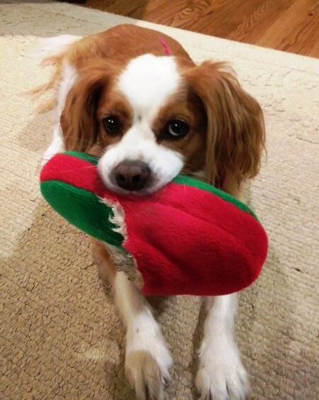 Entry image for Scarlett. Clicking this image will show a larger photo
