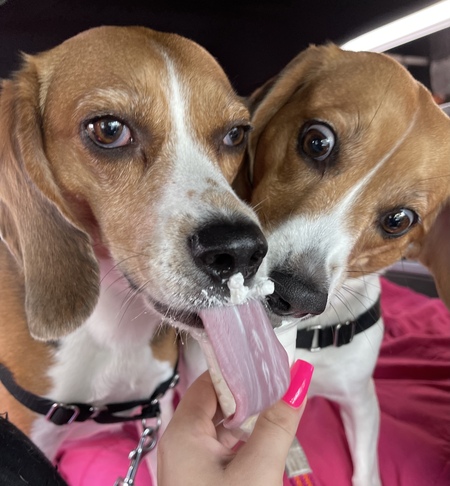 Boomer and Bella 