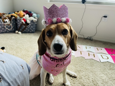 Bella 