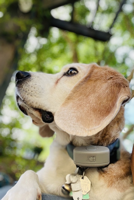 Buddy Beagle
