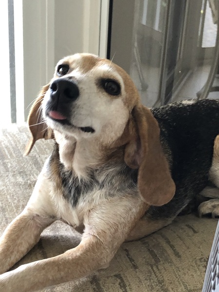 Bea
