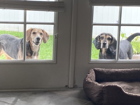 Bear and Penny