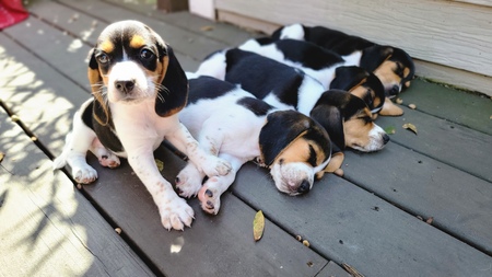Gaia's Puppies - The Latin 5