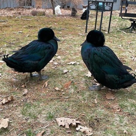 Mr Blue and Mr Green 