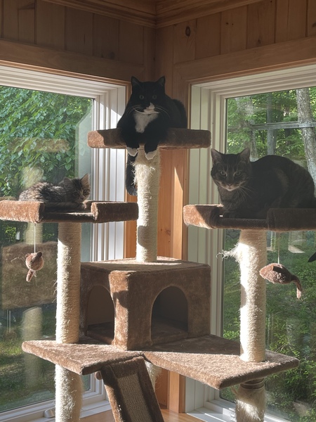 The Bendlin Kitties