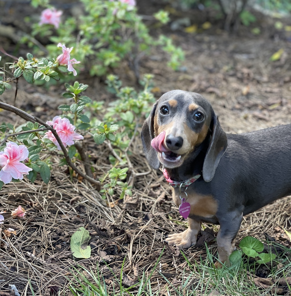 Vote for Blue Tennessee Dachshund Rescue 2022 Calendar
