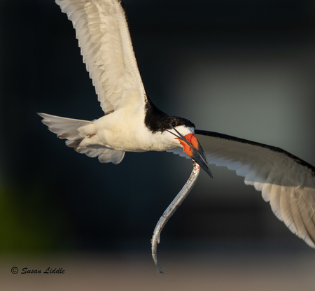 Black Skimmer with Needlefish