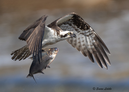 Osprey with large fish