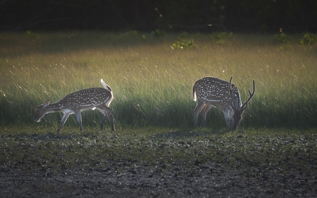 Spotted deer 