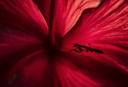 Asian ant mantis in hibiscus flower