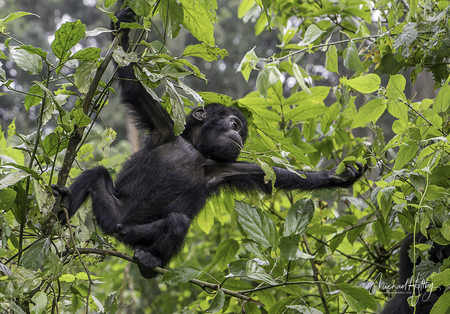 The Gorilla Family Baby