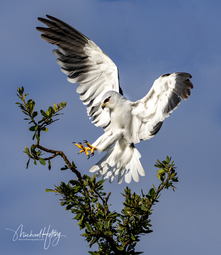 The Landing