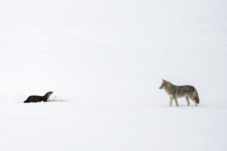 Otter vs. Coyote