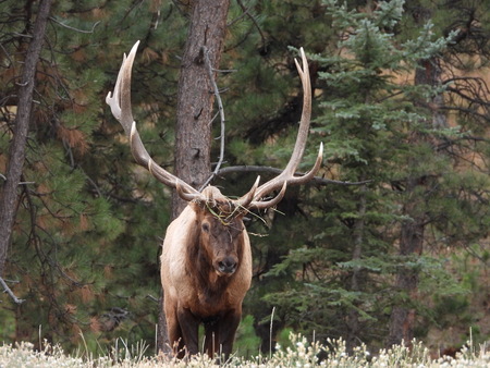Elk bull with grass on antlers during rut 
