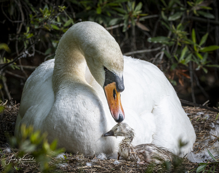 Newborn Love