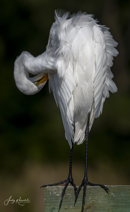 Feather Maintenance