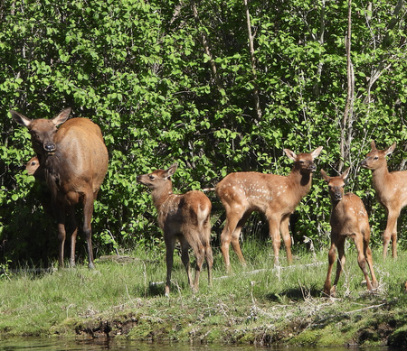 Watchful elk mom with calf day care