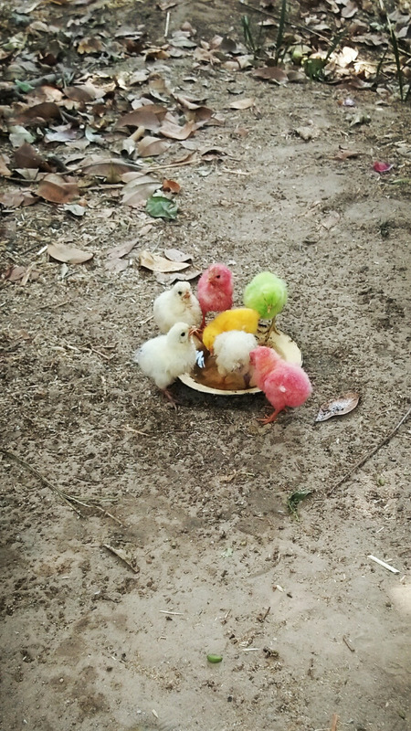 Chicks