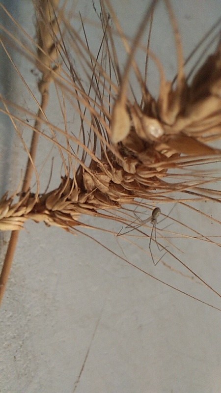 Spider on wheat